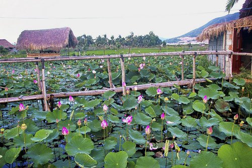 Khu đầm nằm trên tuyến đường từ trung tâm ra sân bay Cam Ranh.